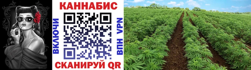 Конопля конопля  сколько стоит  Пересвет 